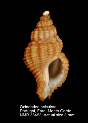 Ocinebrina aciculata.jpg - Ocinebrina aciculata(Lamarck,1822)